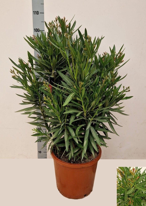 <h4>NERI OLEANDER</h4>