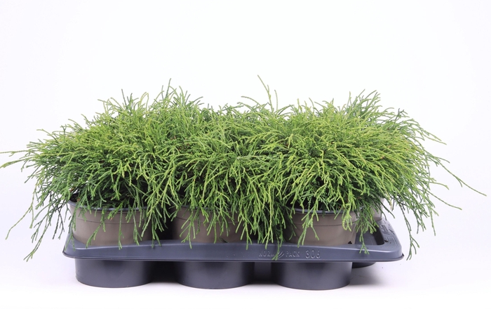 <h4>Chamaecyparis pisifera 'Filifera Nana'</h4>