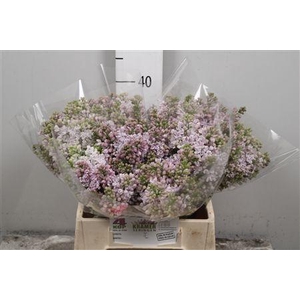 Syr V Lila Wonder 4+