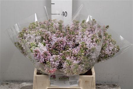 <h4>Syr V Lila Wonder 4+</h4>