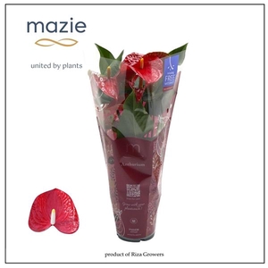 Anthurium - KARMA Red | 12cm | Xmas Sleeve