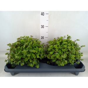 Callisia repens