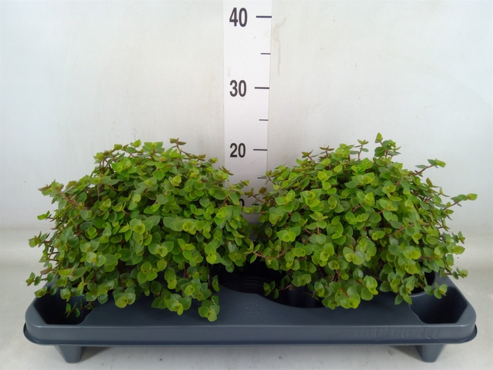 <h4>Callisia repens</h4>