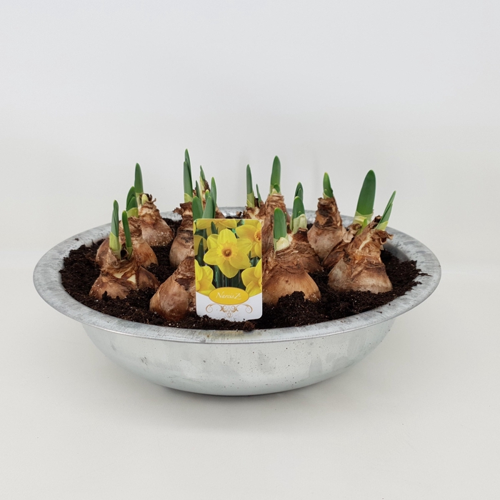 <h4>NARC T LUCKY NUMBER</h4>