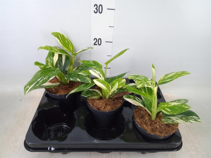 <h4>Monstera   ...</h4>