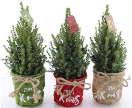 <h4>Picea Gl Perfecta</h4>