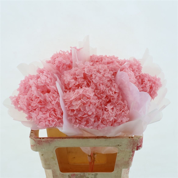 <h4>Pres Bleached Hydrangea Anna Light Pink</h4>