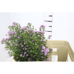 ASTER ROSA MAÇO