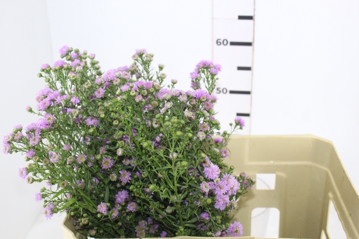 <h4>ASTER ROSA MAÇO</h4>