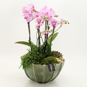 Arr.  Phalaenopsis  H%