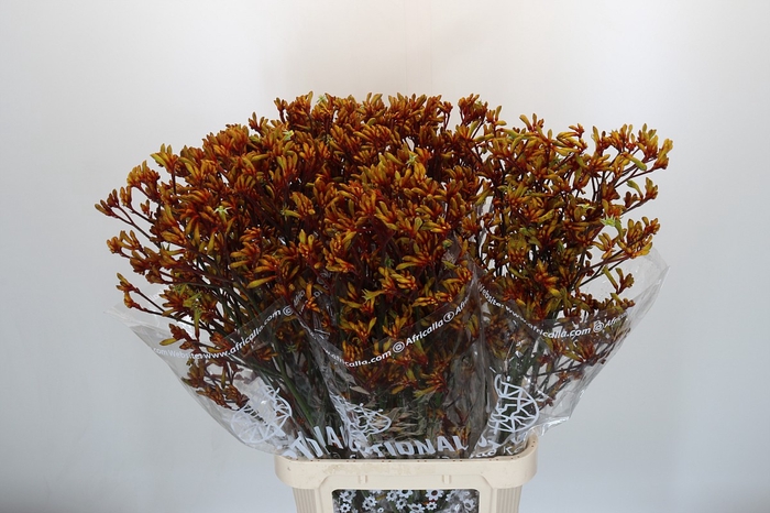 <h4>Anigozanthos Gold Fever</h4>