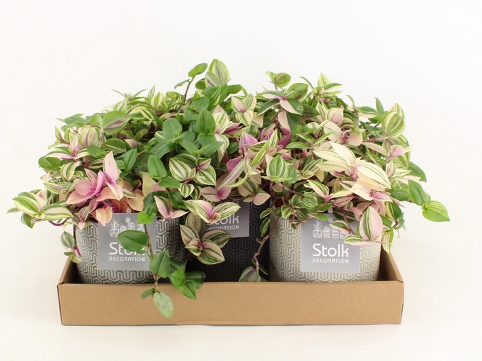 <h4>Trad Quadricolor Keramiek Gaia</h4>