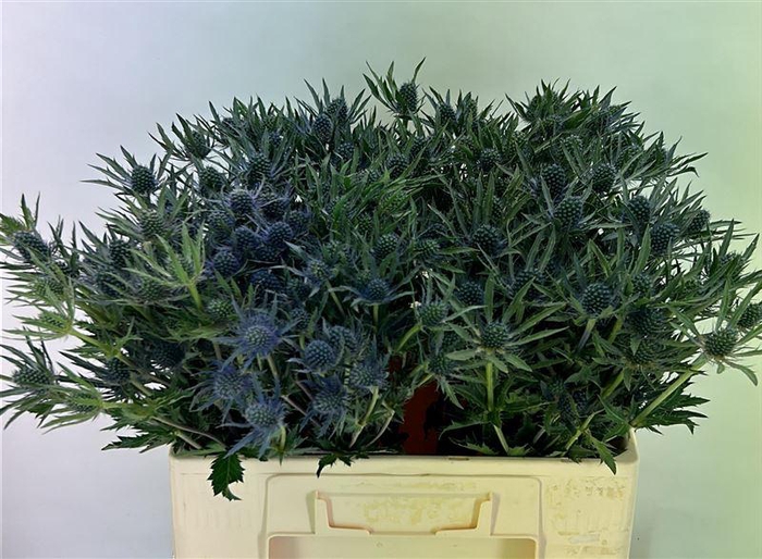 <h4>Eryn Planum</h4>