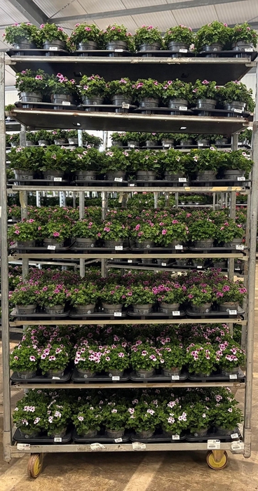 arr8 Pel Gr Mixk 1 Kleur Per Tray