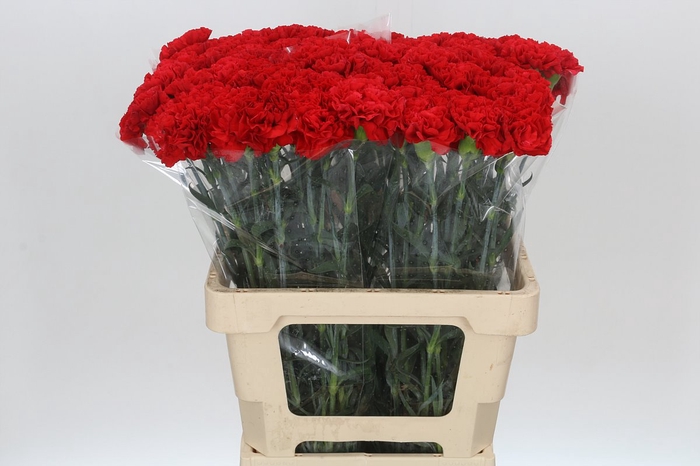 <h4>Dianthus St Gennaro</h4>