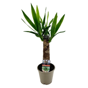 Yucca elephantipes 25cm