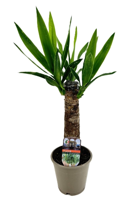 <h4>Yucca elephantipes 25cm</h4>