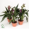 Orchidee Zygopetalum, Mix 2-spike Orchid C