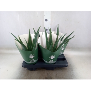 Aloe  'Equator'