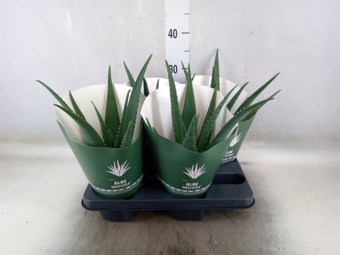 <h4>Aloe  'Equator'</h4>