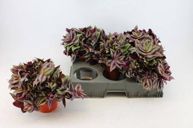 <h4>TRAD ZE PURPUSII</h4>