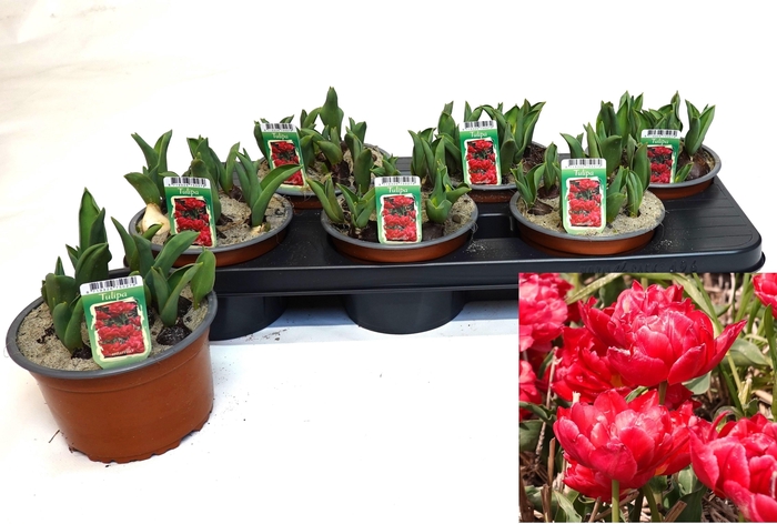 <h4>TUL OV DUBBEL</h4>