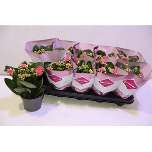 arr8 Kalanchoe Double Deluxe Pink