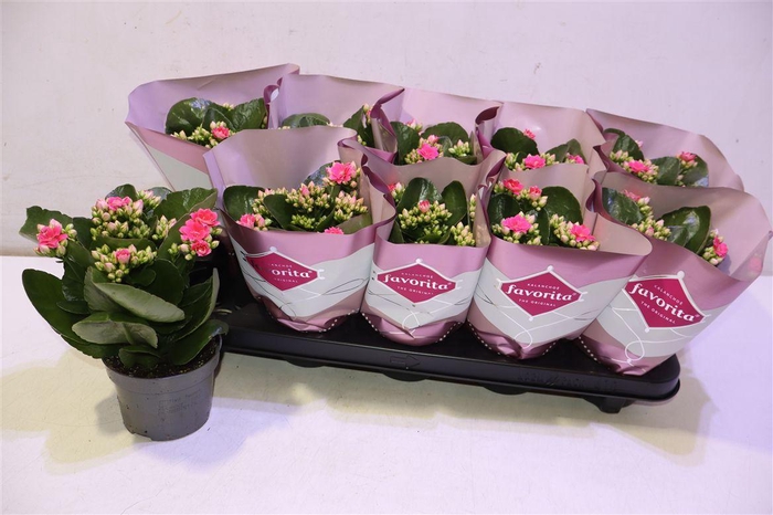 <h4>arr8 Kalanchoe Double Deluxe Pink</h4>