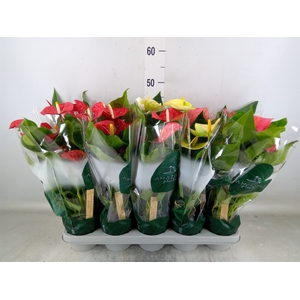 Anthurium   ...mix 4