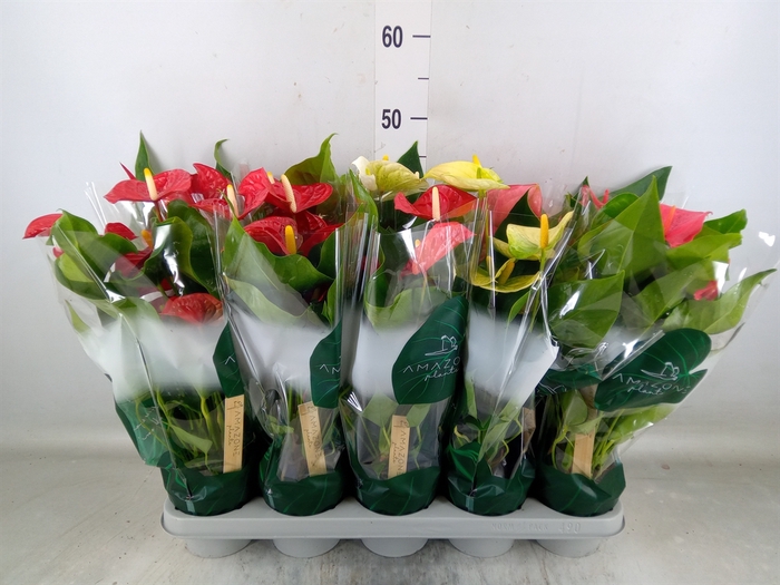<h4>Anthurium   ...mix 4</h4>