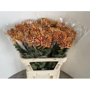 CHR G ROSSANO ORANGE