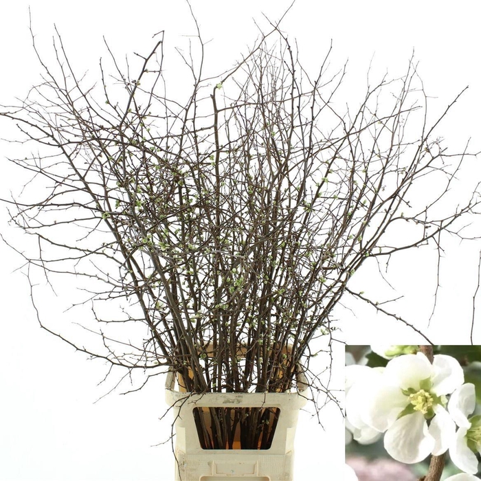 <h4>CHAENOMELES SUPERBA</h4>