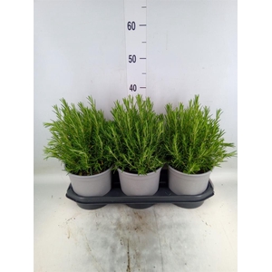 Rosmarinus offi.   ...