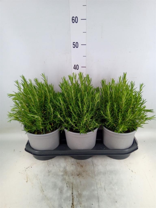 <h4>Rosmarinus offi.   ...</h4>