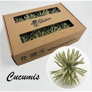 Zijde Cucumis Icy Light Groen Wx