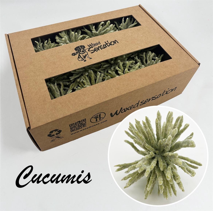 <h4>Zijde Cucumis Icy Light Groen Wx</h4>