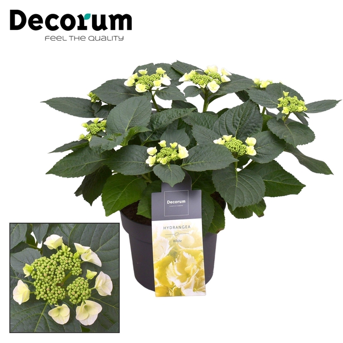 <h4>Hydrangea Teller Benxi (wit) 7 - 12 kop (Decorum)</h4>