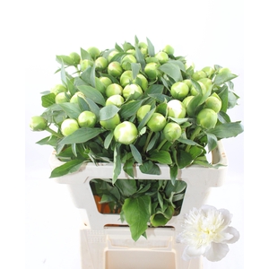 PAEO L DUCHES D NEMO