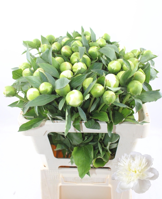 <h4>PAEO L DUCHES D NEMO</h4>