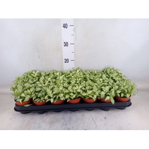 Fittonia  'Mosaic White Forest Fla'