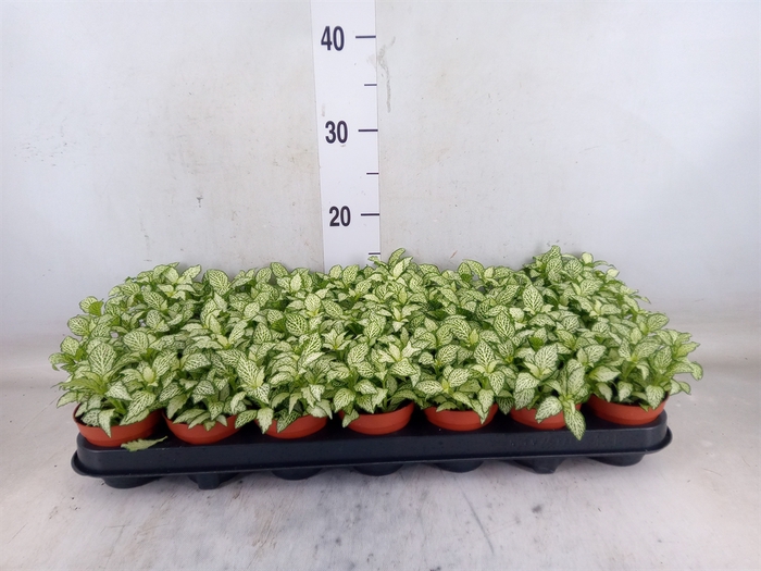 <h4>Fittonia  'Mosaic White Forest Fla'</h4>