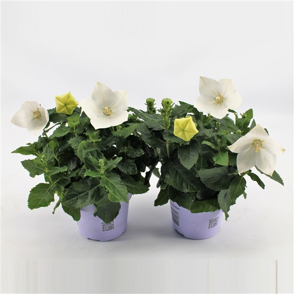 <h4>Platycodon Grandiflorus 'Astra White'</h4>