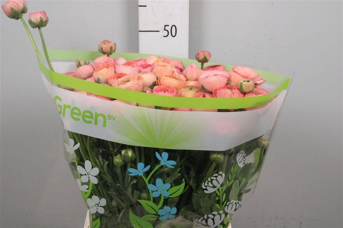 <h4>Ran Aazur Salmon</h4>