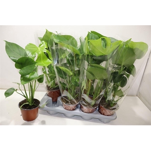 arr8 Monstera Deliciosa
