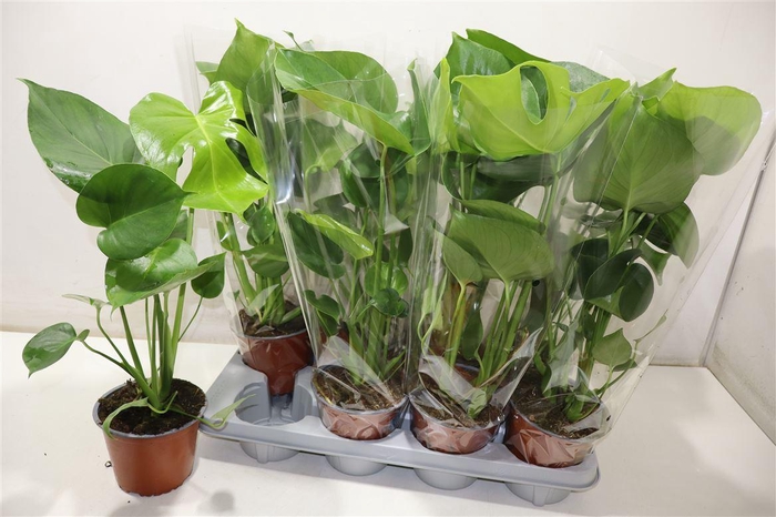 <h4>arr8 Monstera Deliciosa</h4>