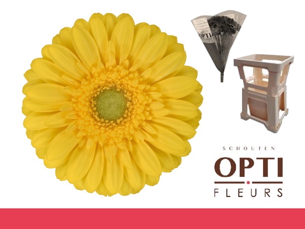 <h4>GE MI EMOJI-Water hoes</h4>