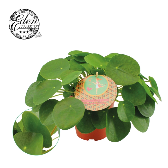 <h4>Pilea peperomoides</h4>