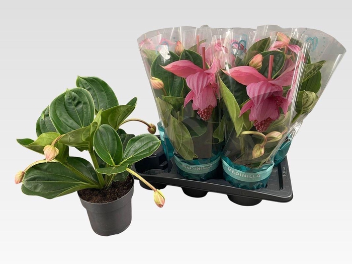 <h4>MEDIN MAG FLAMENCO</h4>