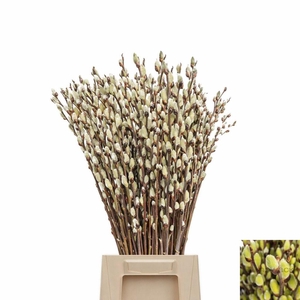 SALIX WILGENKATJES