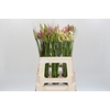 Nerine Mix